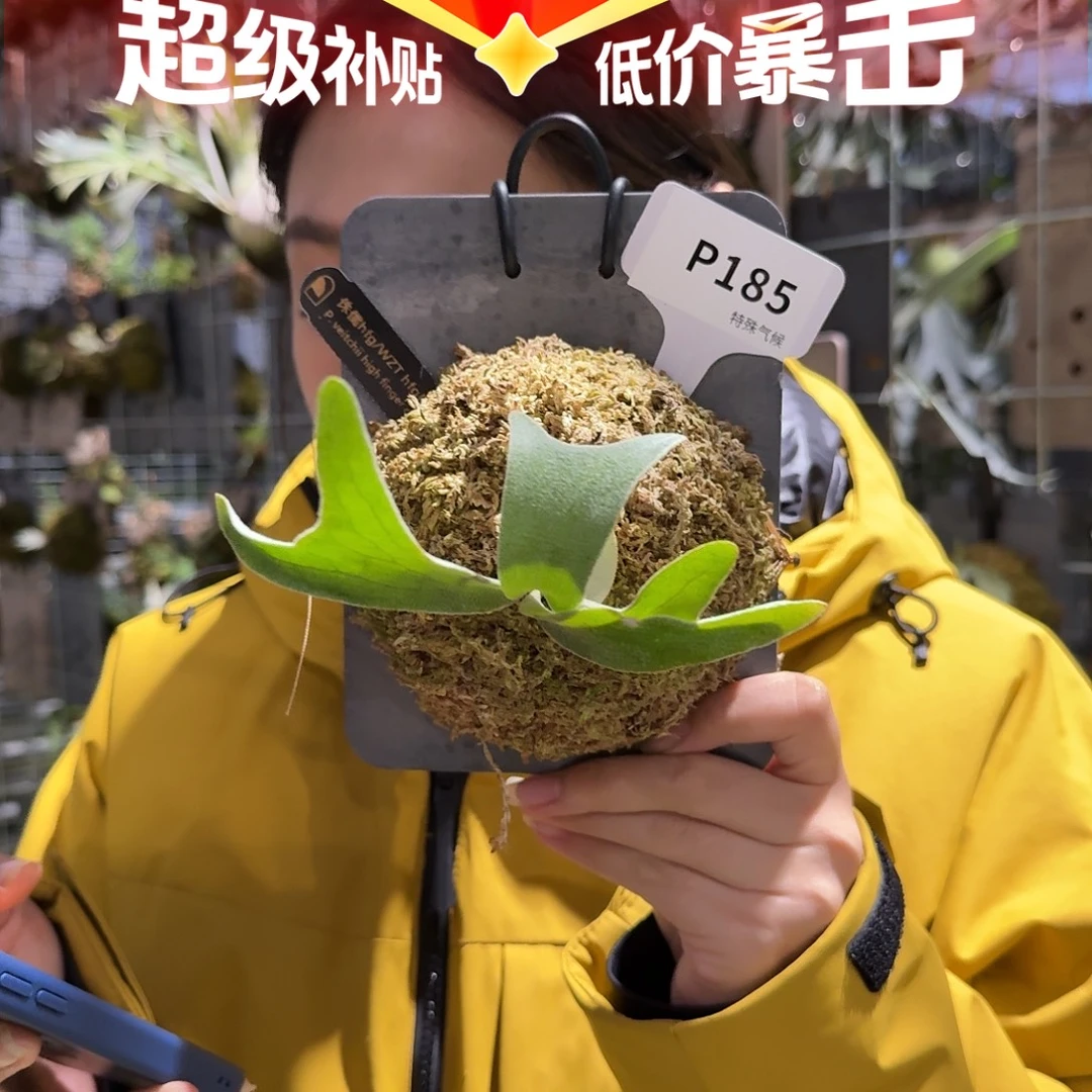 无花朵P185-侏儒hfg孢子苗