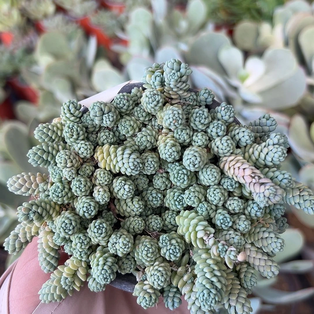 多肉植物多肉植物