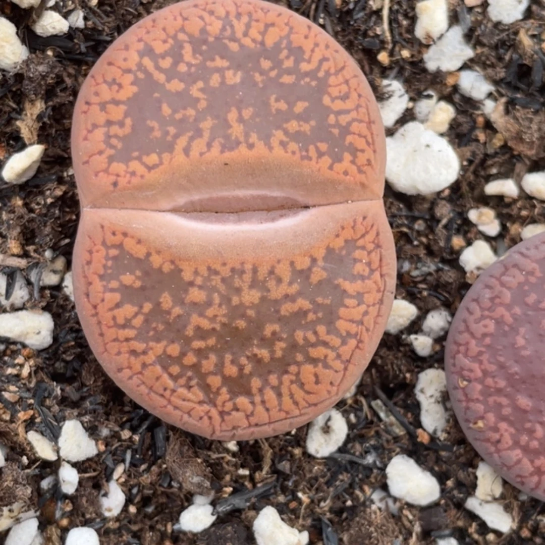 非偏远满20包邮576