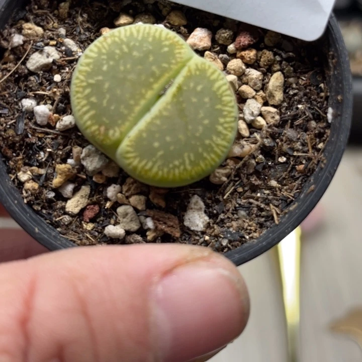 完全开放898绿光阳母本