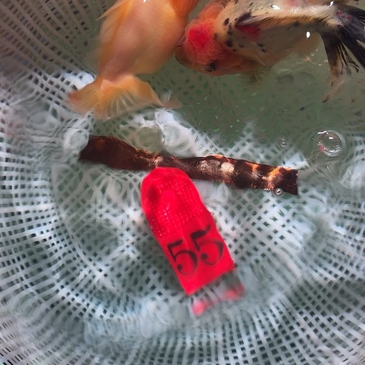 海水鱼55号尺寸9-12区间