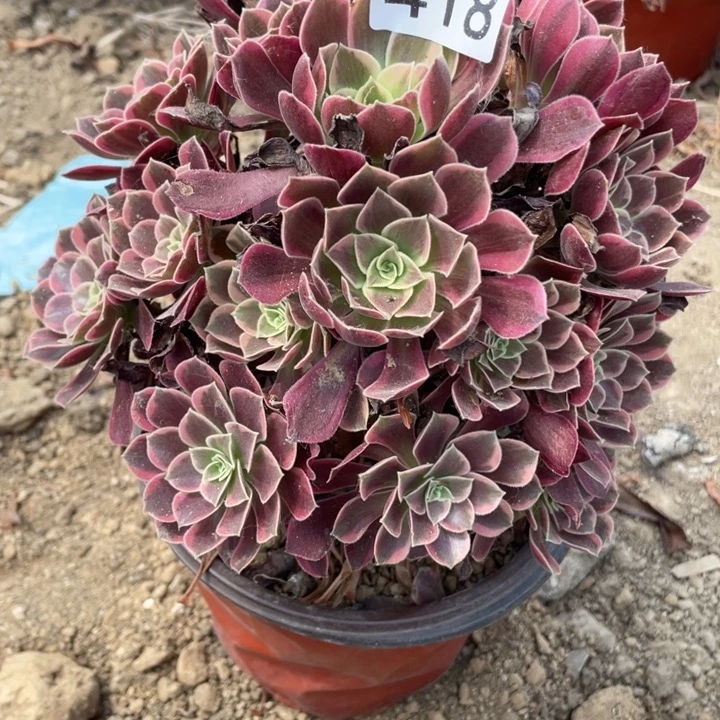 无花朵418多肉植物金丝雀
