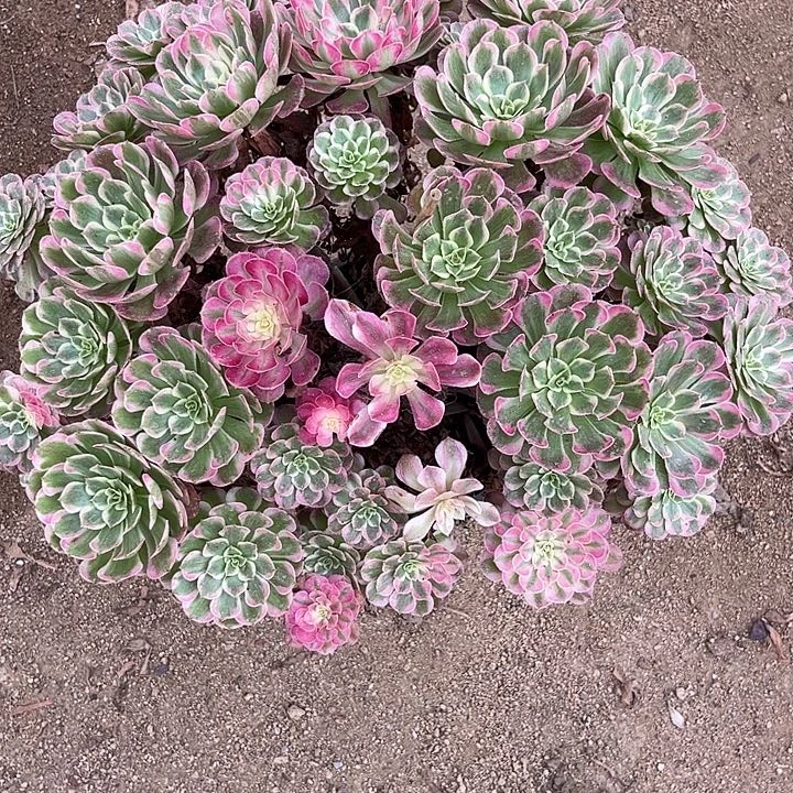 多肉植物霁月群生……