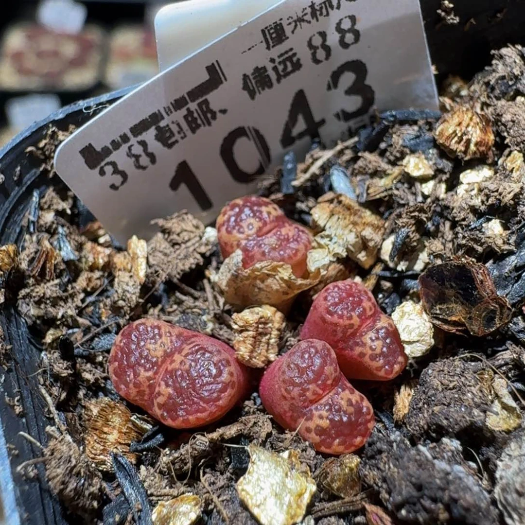 Ssss精品生石花1043