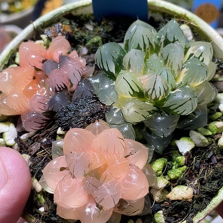 727拼盘一套特选福利