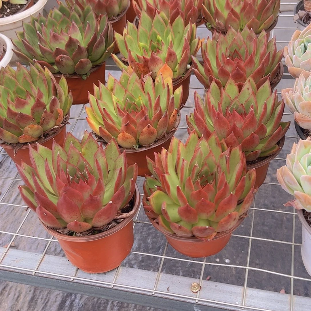 野马东云大单头精品二盆