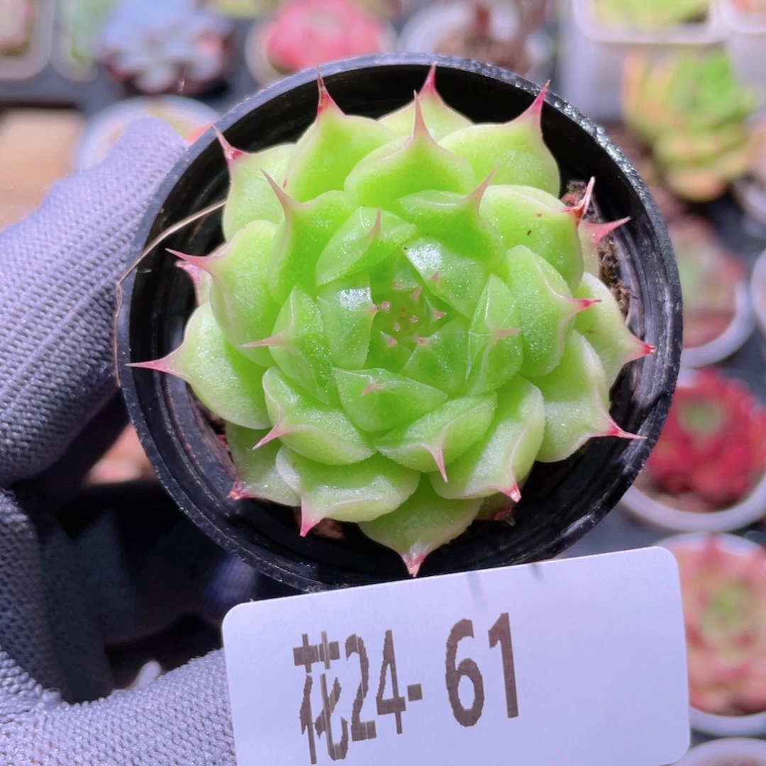 花利美24-61海王
