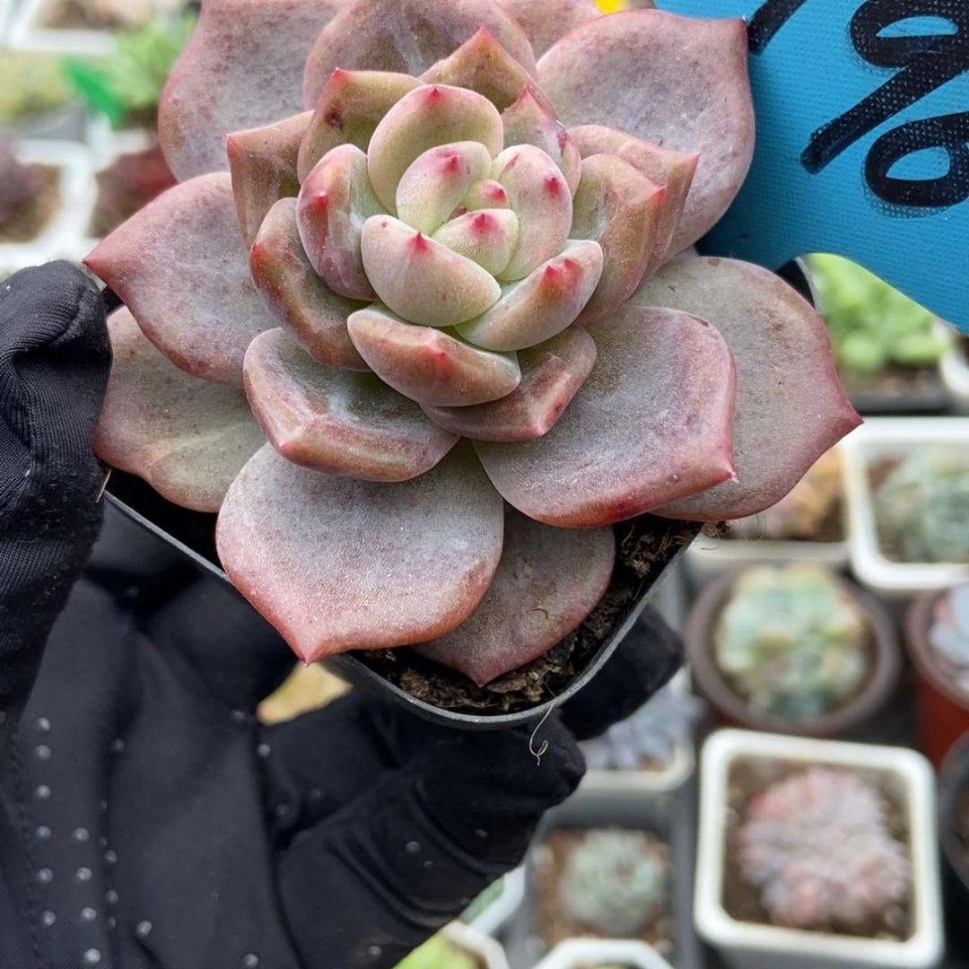 1796香槟多肉植物多肉