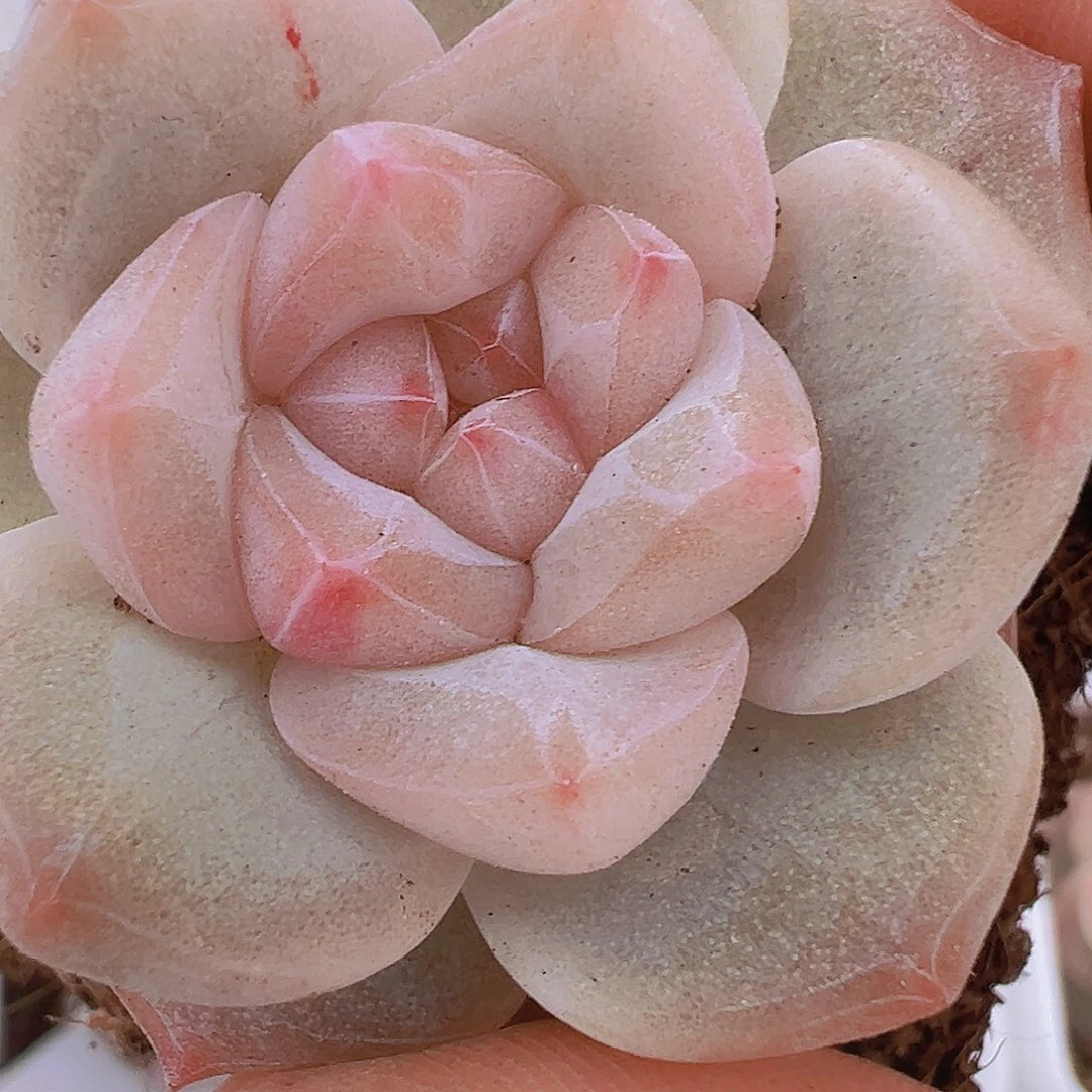 冰钻6.5盆样品发货19包邮