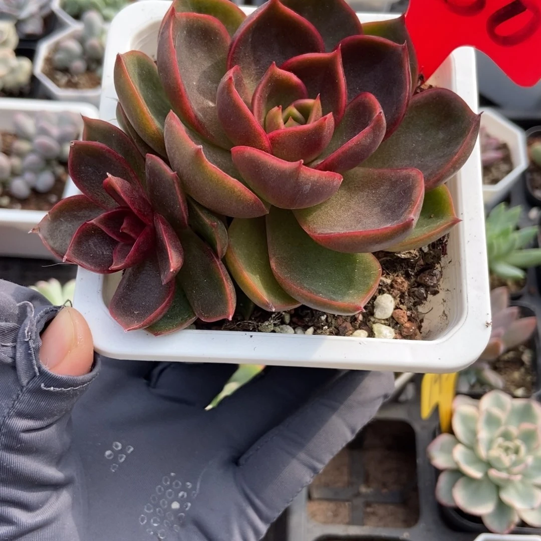 730红灯多肉植物多肉