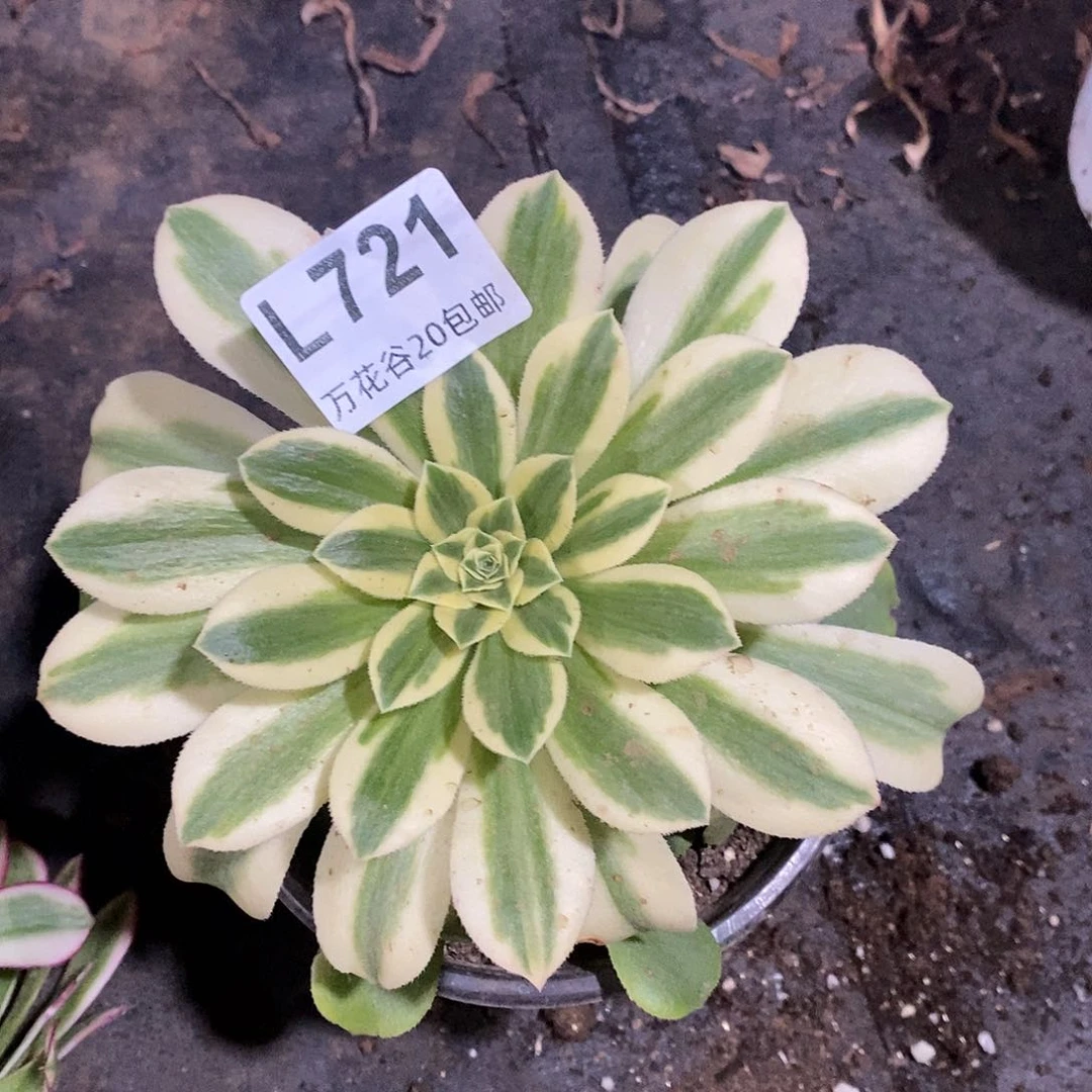 721辛尼亚满崽15厘米量拍多肉植物