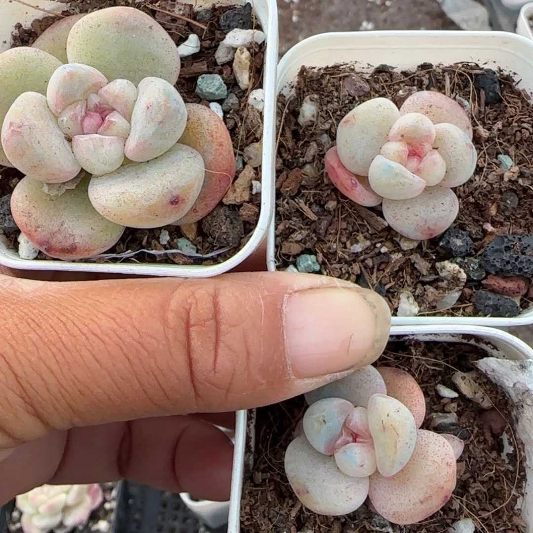 多肉小卡拉米糖心一物一拍