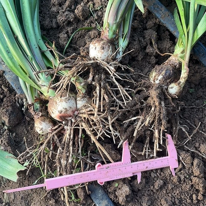 完全开放尼罗河女儿，4.5厘米左右送侧芽1个