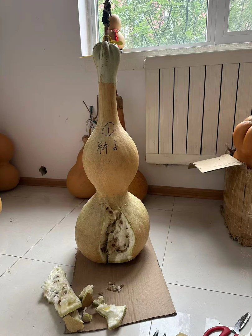 1米大八宝 10粒包邮