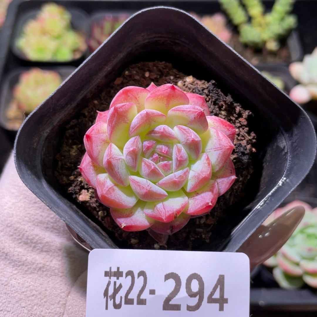 花利美22-294白桃汽水