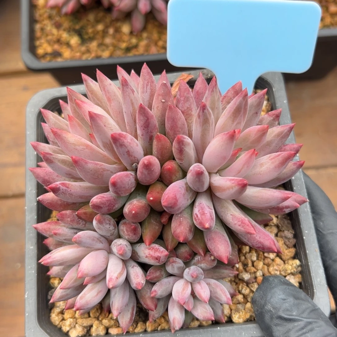 虞美人111111111111111