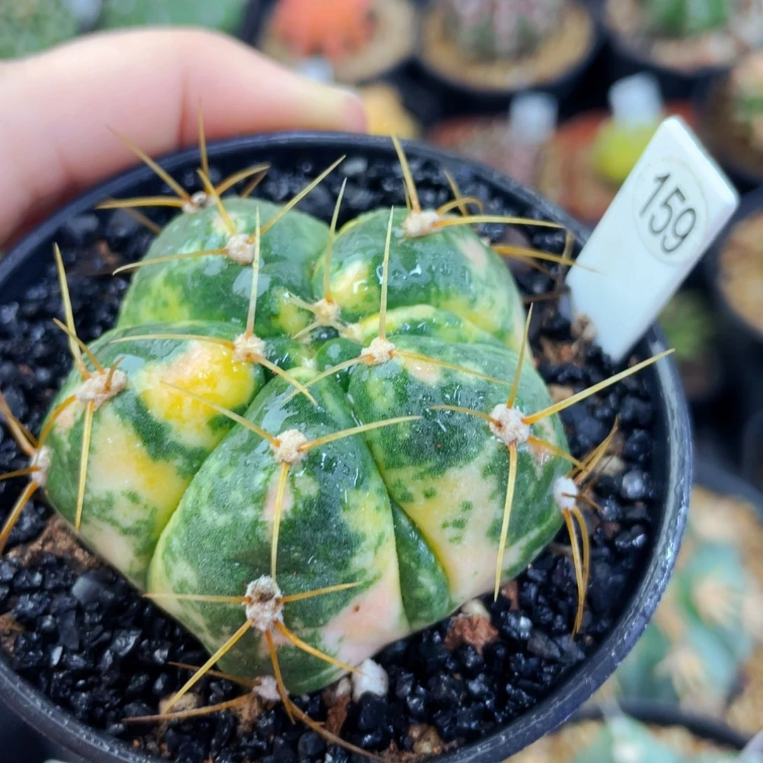 海王锦盆5公分满25包邮裸根发货