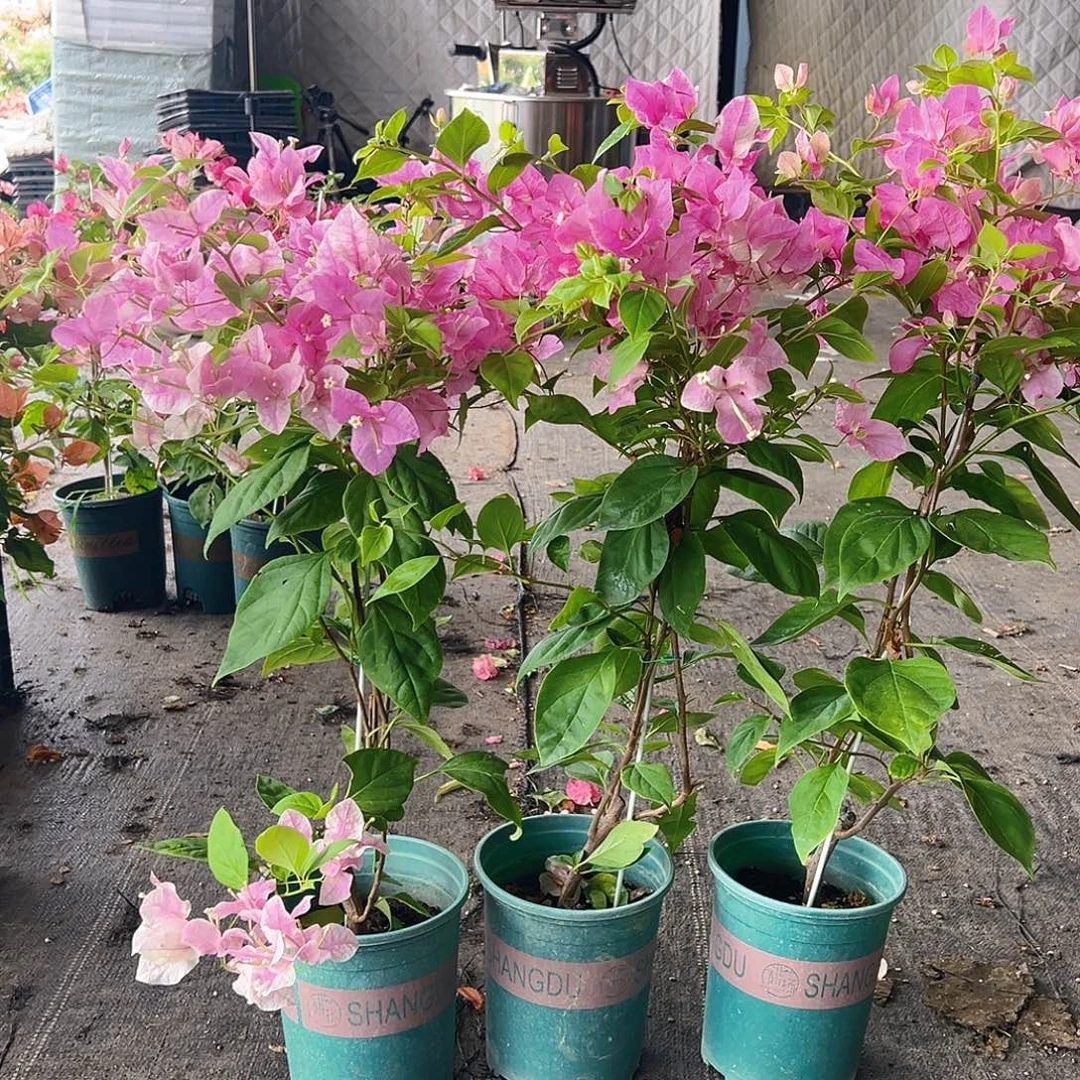 当前无花栽培后可以开花章红英带竹一颗