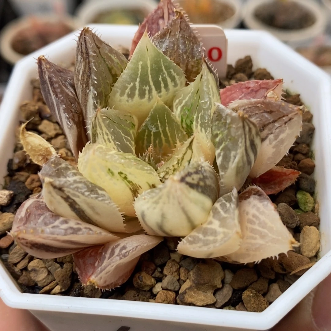 780宝莲灯锦一物一拍