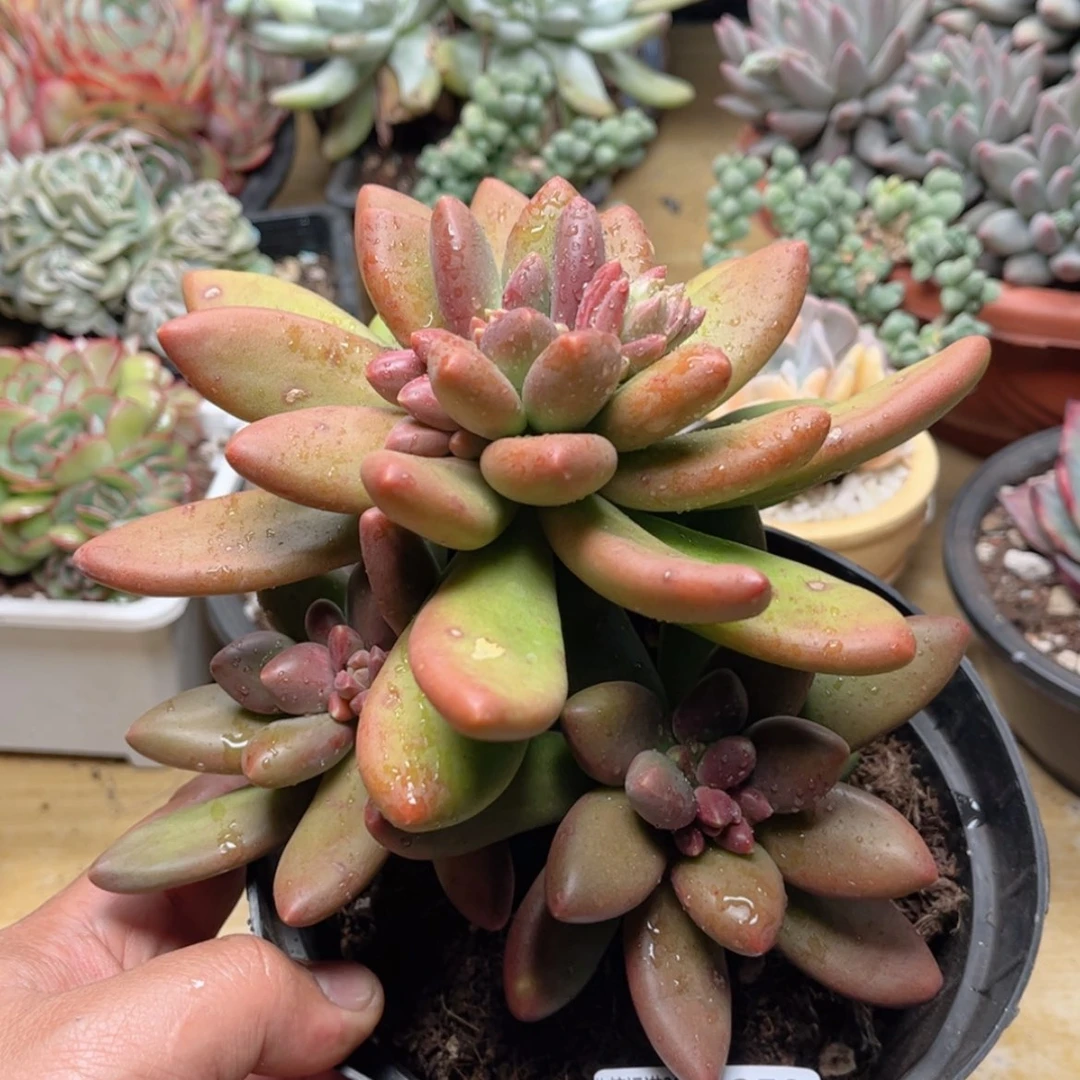 【闪购商品】859芒果奶