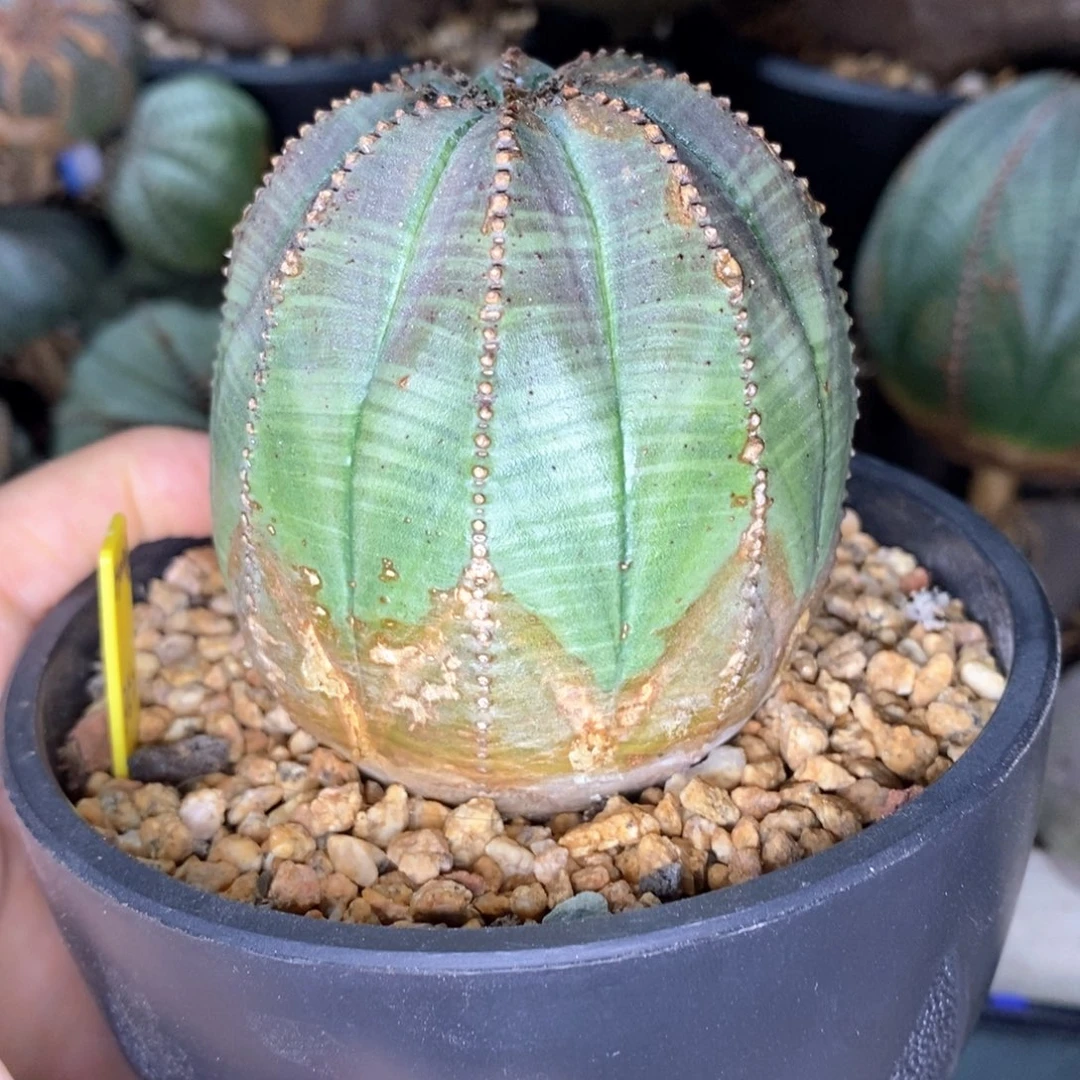 5欧系实生布纹球一物一拍