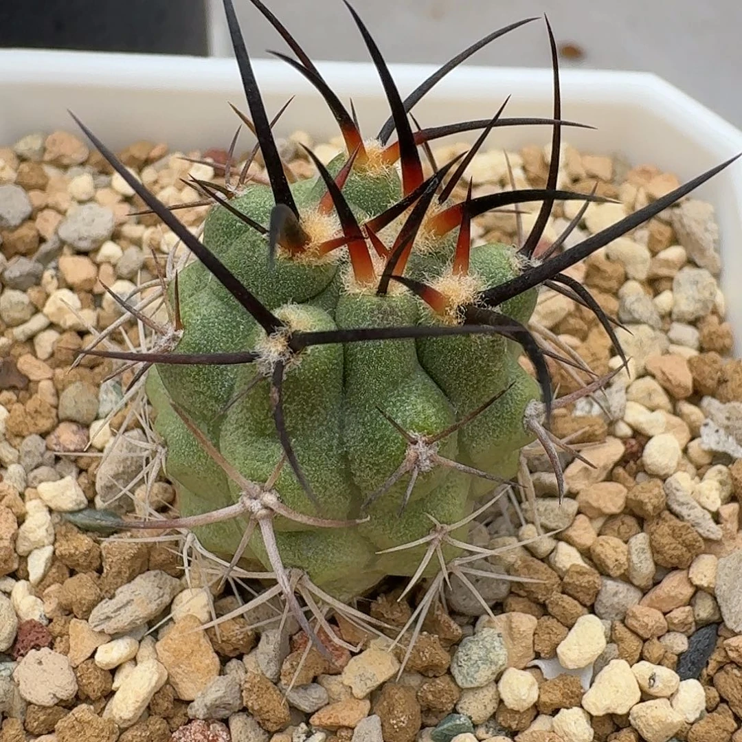 直播间，实生，五百津玉