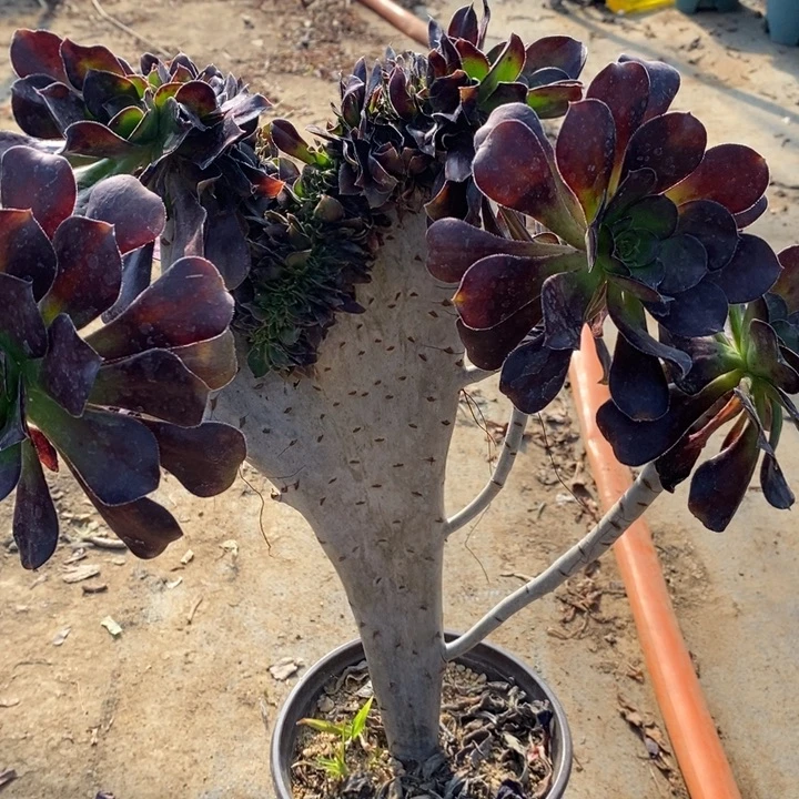 圆叶缀56多肉植物法师