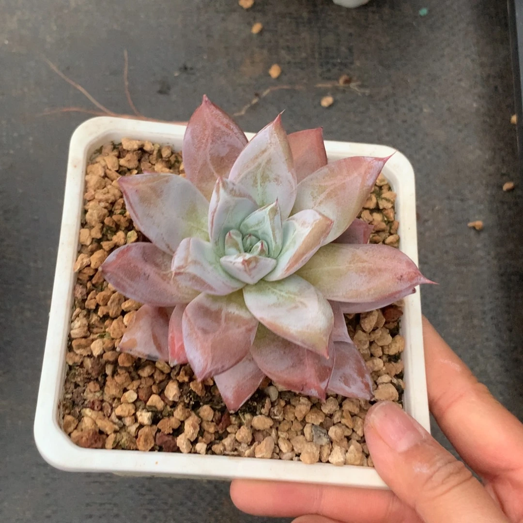 多肉植物 一物一拍