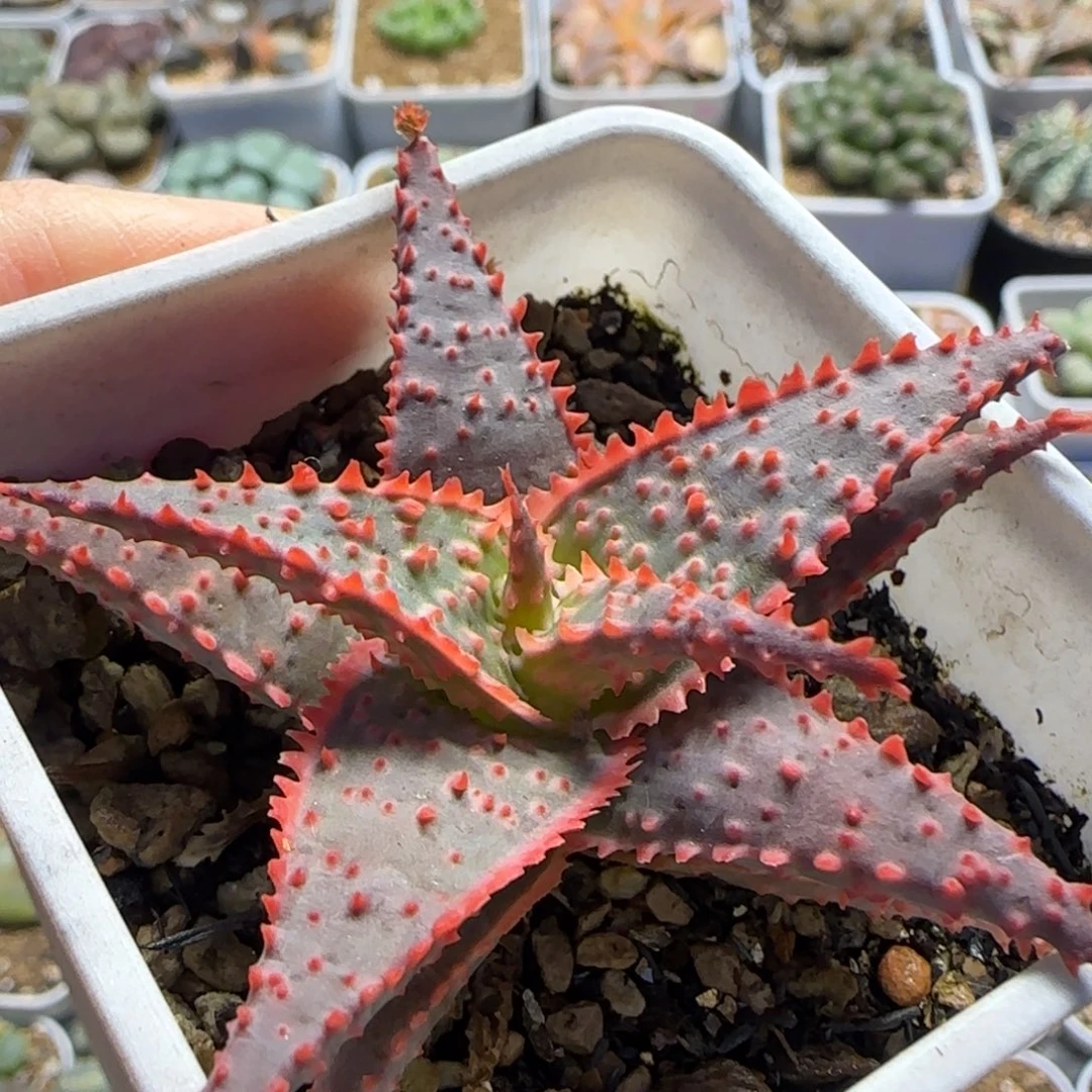 芦荟多肉植物百科