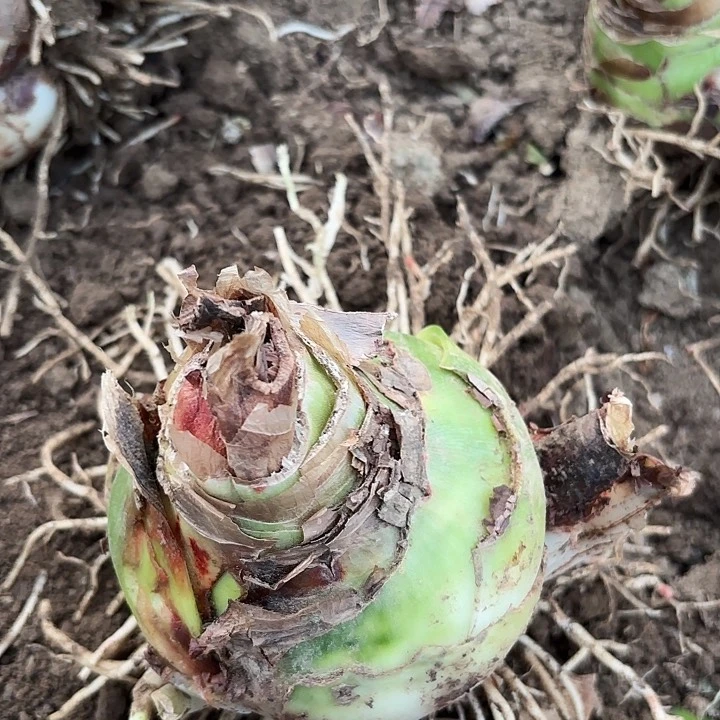 甜蜜大球有标包对版福利