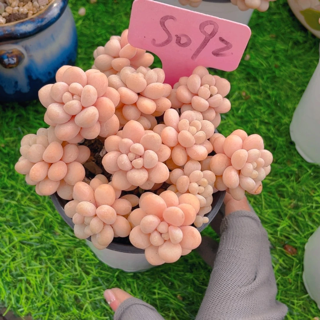 L****?092fghjjkjjjjmj