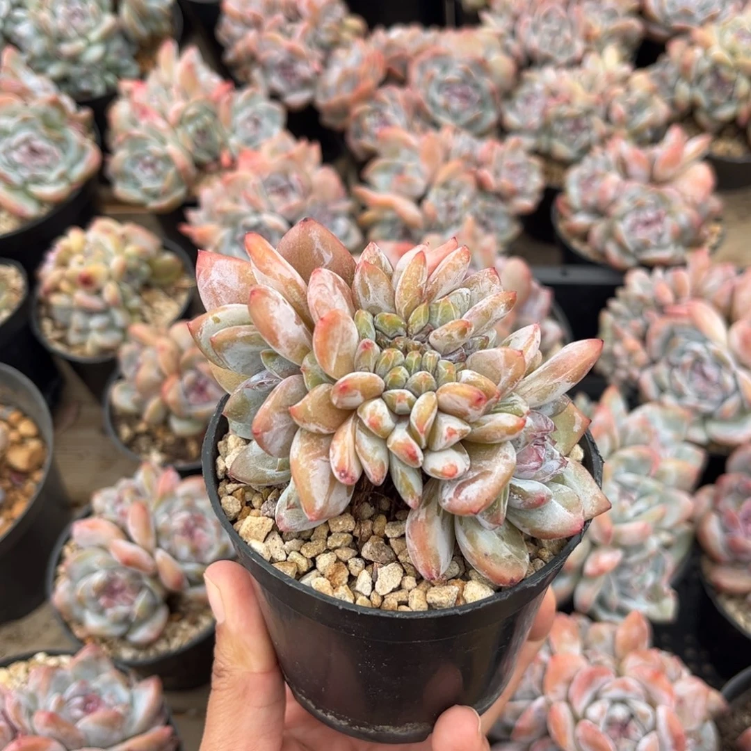 3头朵加缀哈哈哈哈哈