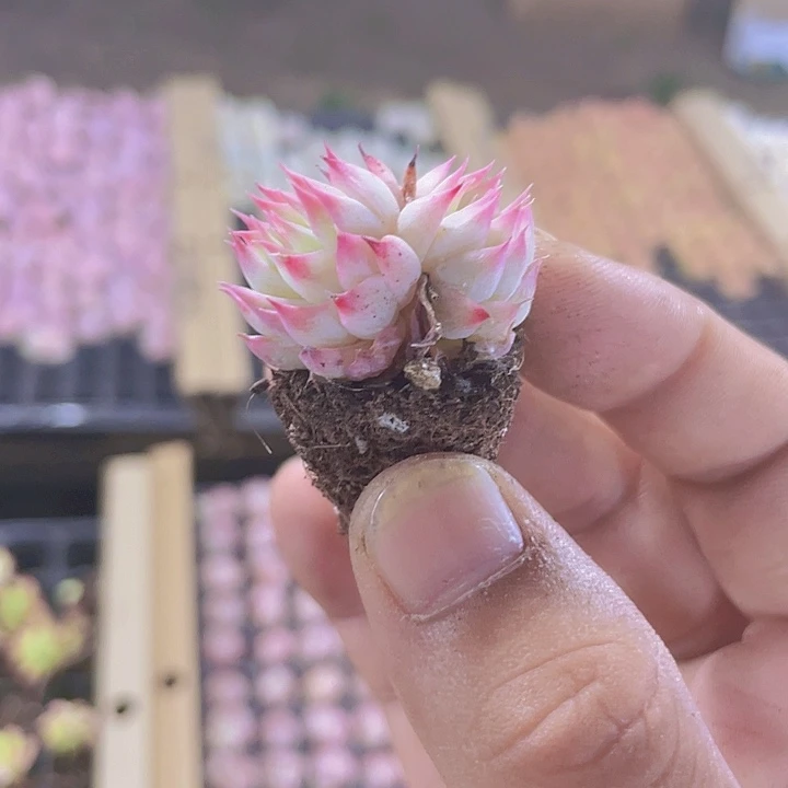 梦瑶精品多肉量拍