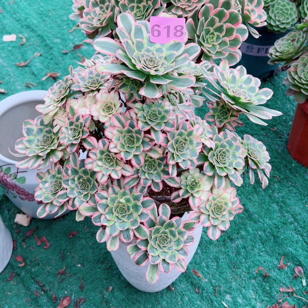 坏***姐618白兰地法师多肉植物