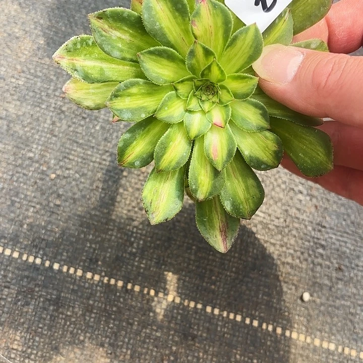 20多肉植物植物植物