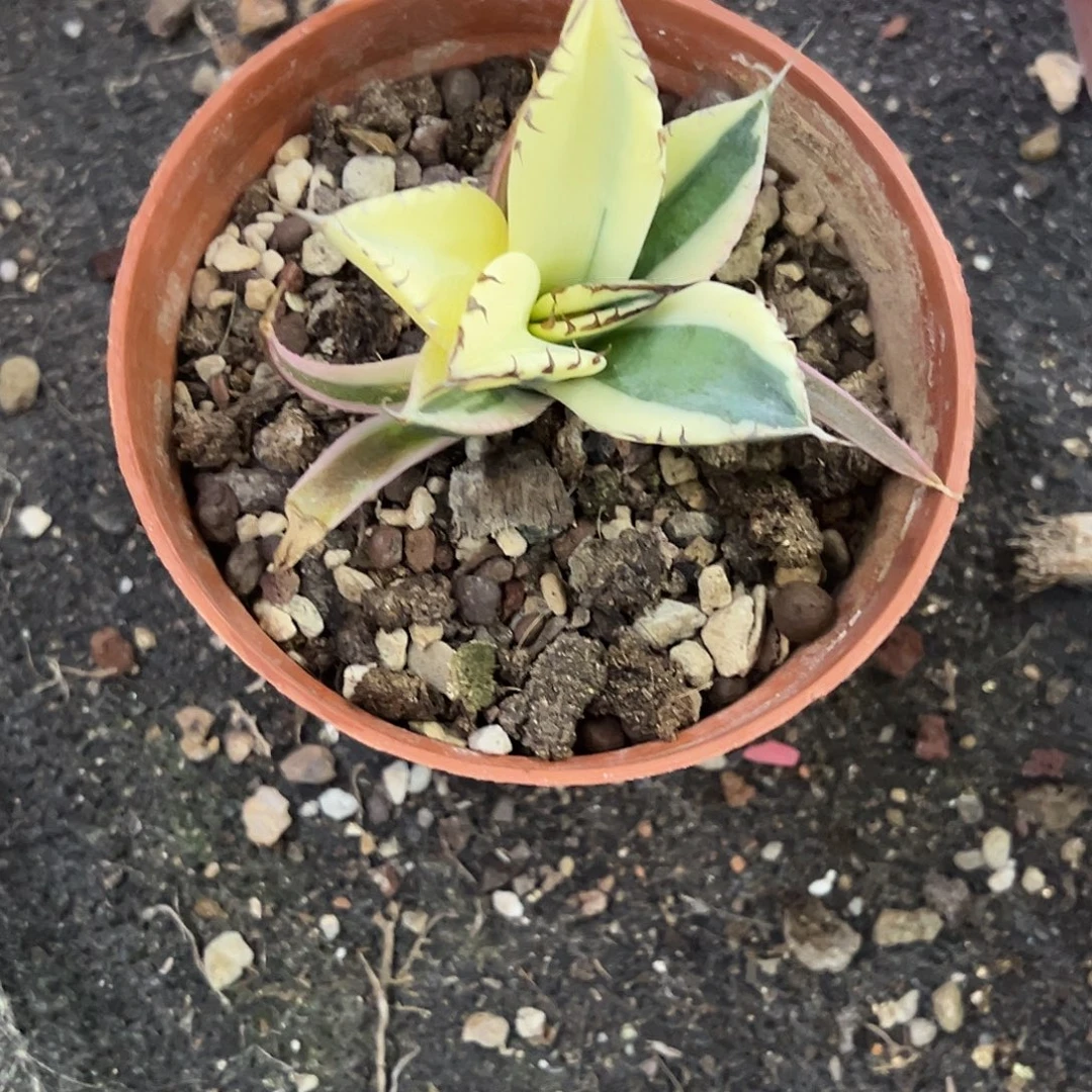 M****龅牙阴阳锦龙舌兰植物