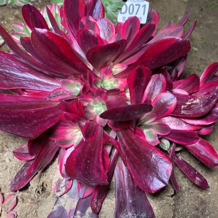 071多肉植物一物一拍