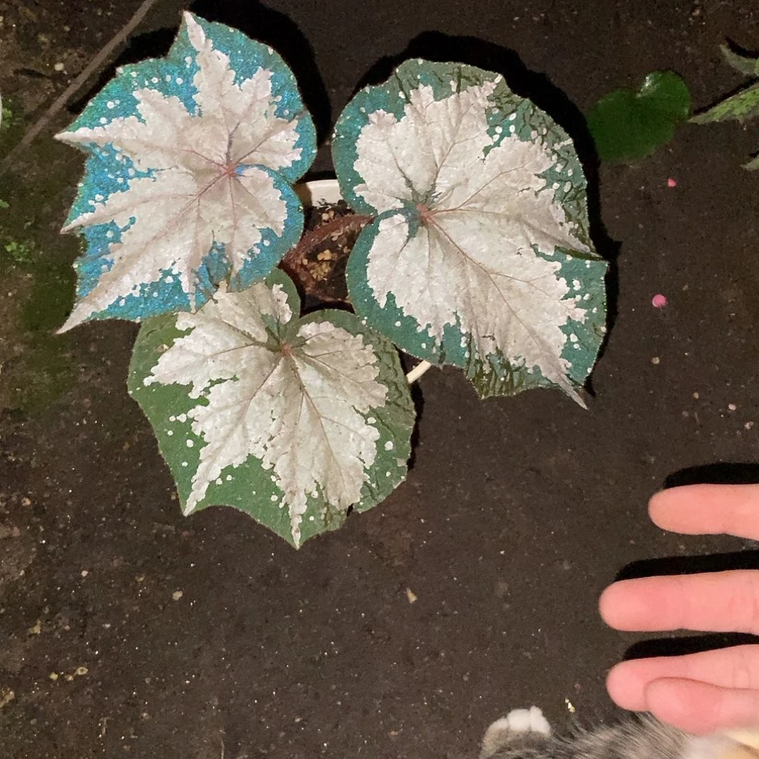 繁星之夜一物一拍