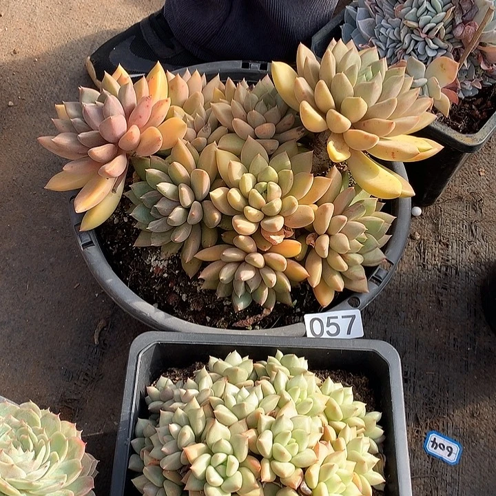 057象牙 一物一拍多肉