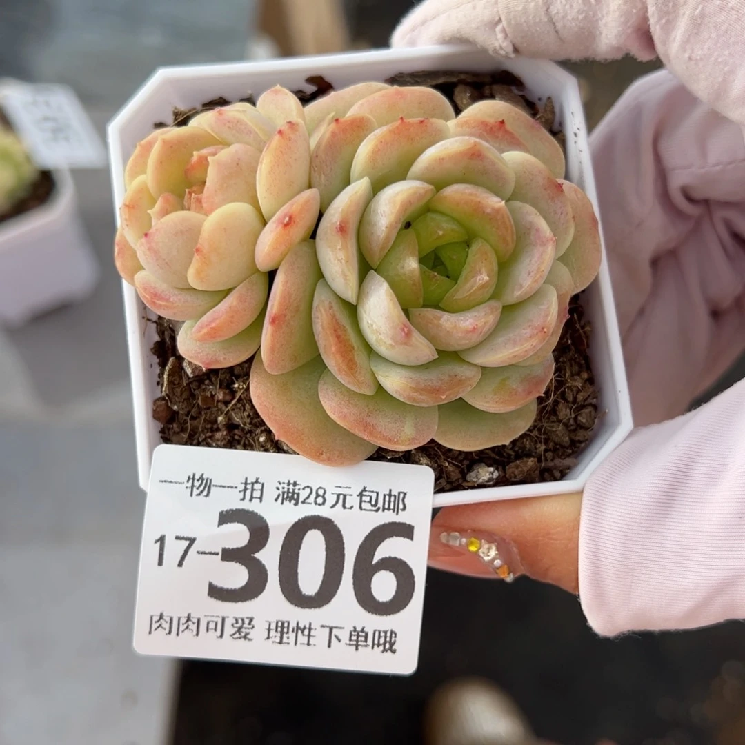 宝宝绿多肉多肉多肉多肉