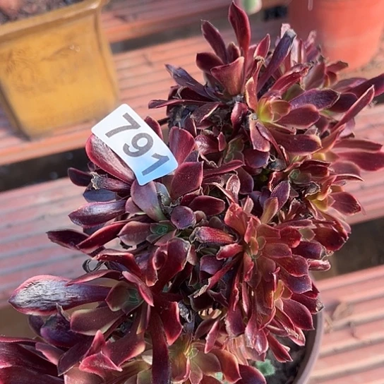 君***军多肉植物一个欧嘉莉