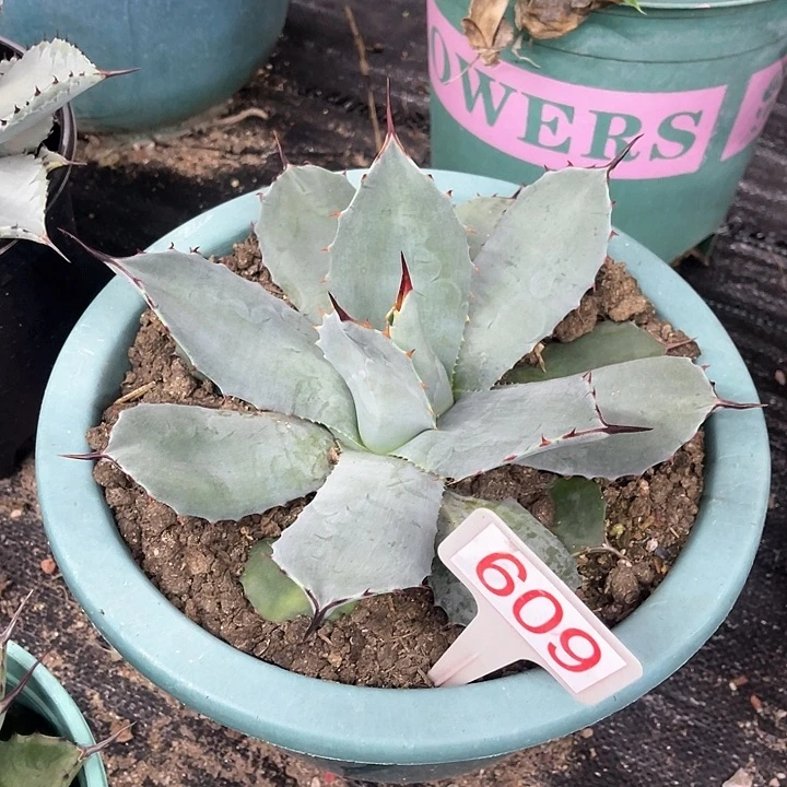 虚空藏高级灰龙舌兰