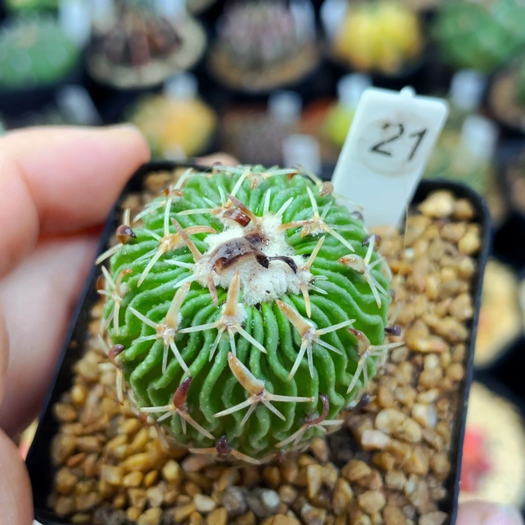 太刀岚盆5公分满25包邮裸根发货