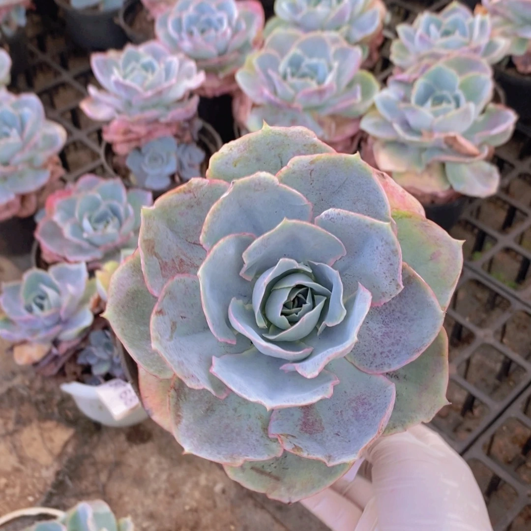 0654达芬奇一物一拍