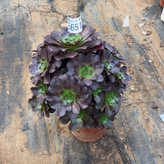 651枚金玫瑰不包断枝