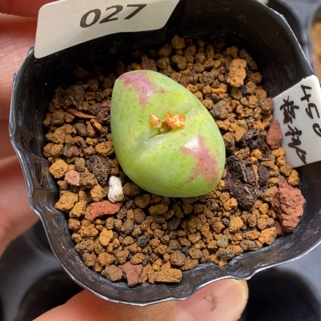 多肉植物肉锥杂交K-027（1.9）将桃