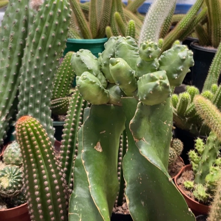 新品橙花桃太郎群生母本