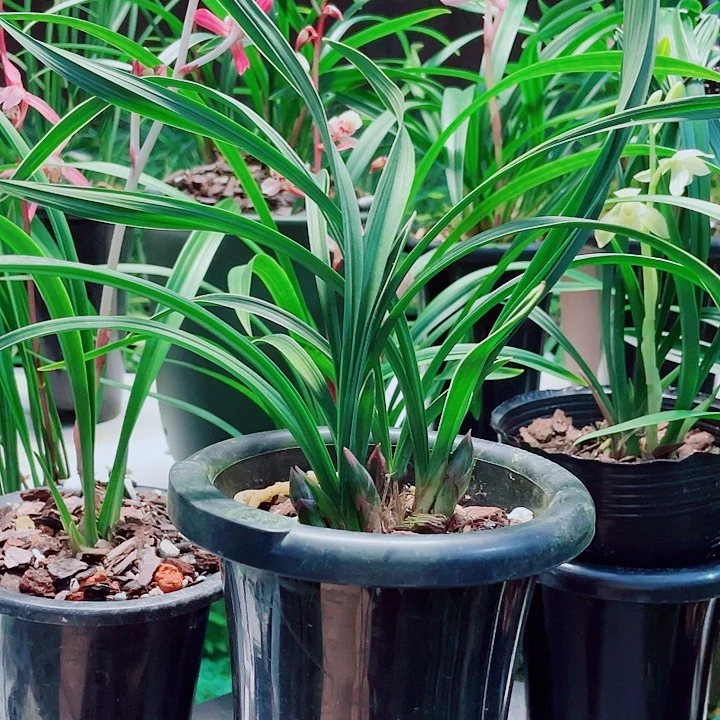 风***月无花朵一物一漂亮开花