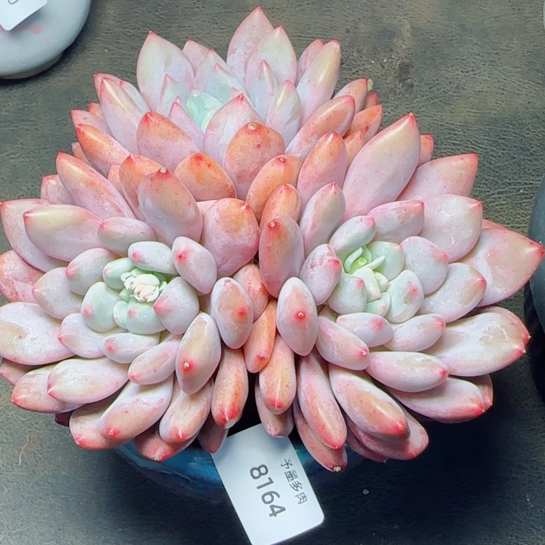 伴夏，8164多肉植物