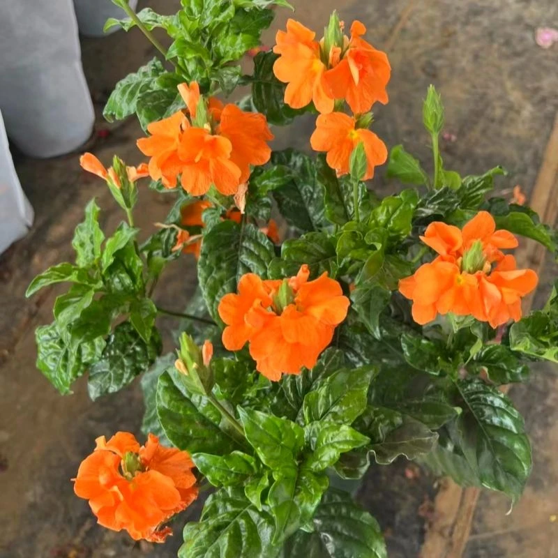 鸟尾花盆栽多年生耐热耐寒好养花卉室内外庭院阳台观花植物